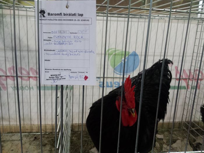 Plymouth Negru - Expozitie Ungaria - Szarmos 2015