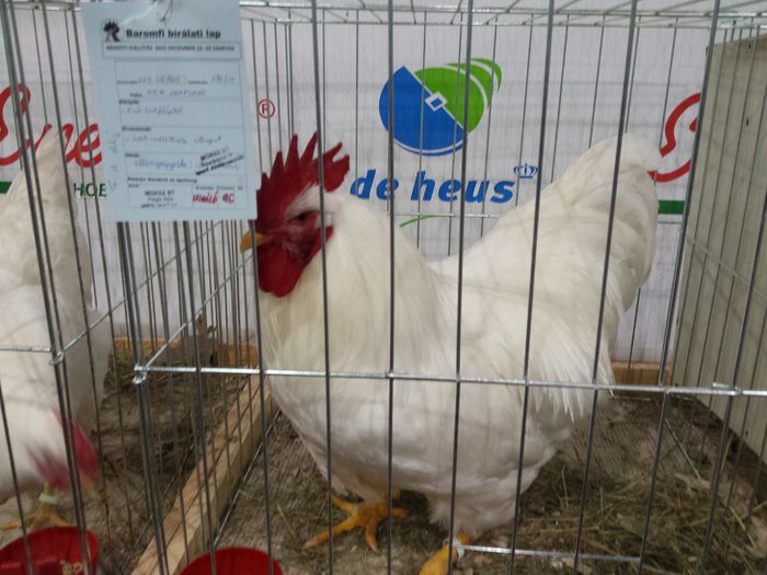 20151220_090027 - Expozitie Ungaria - Szarmos 2015