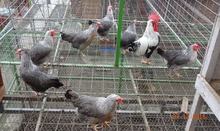 Screenshot - 21.12.2015 , 01_08_51