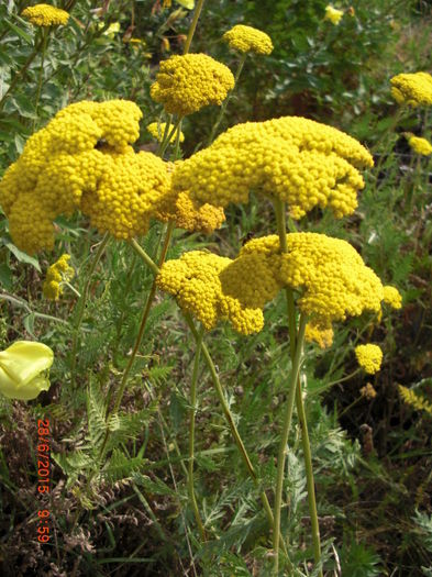 coada soricelului ornamentala1