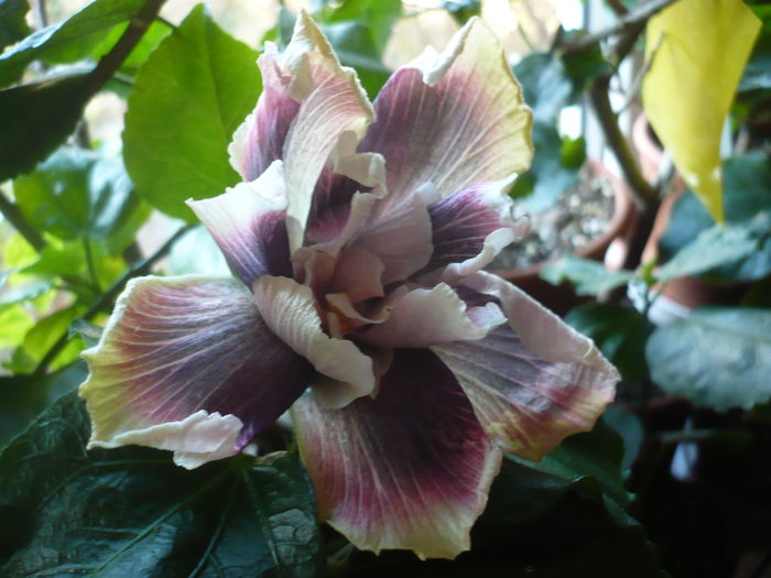 P1240915 - HIBISCUSI 2015-3