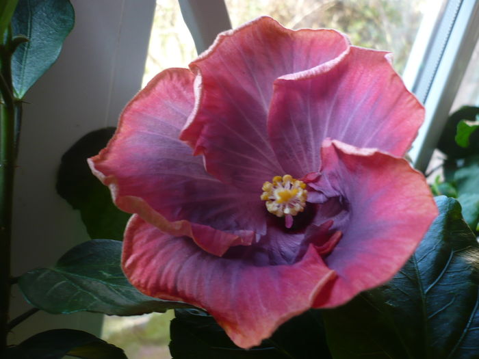 Creole Lady - HIBISCUSI 2015-3