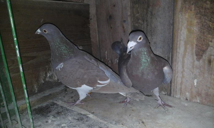 20151221_113541 - 2016 matca meulemans