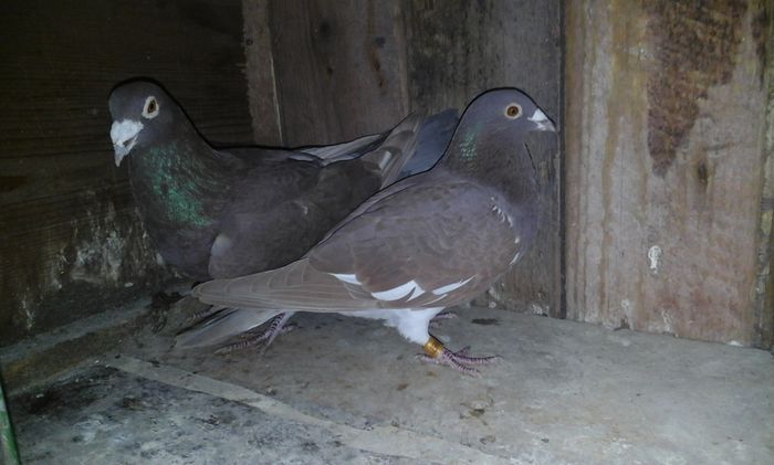 20151221_113618 - 2016 matca meulemans