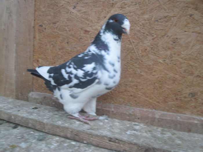 IMG_5580 m 2015 - Porumbei vanduti