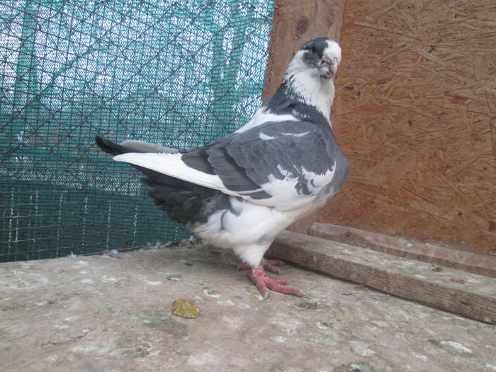 IMG_5521 m 2015 - Matca AGH 2016