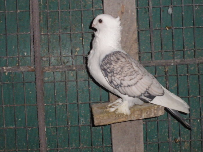 vandut Burlacu Cosmin MArian