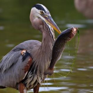 85426_89d6a9614a9bb6abaa9bc9de20f0dc29_mdsq - BIRDS