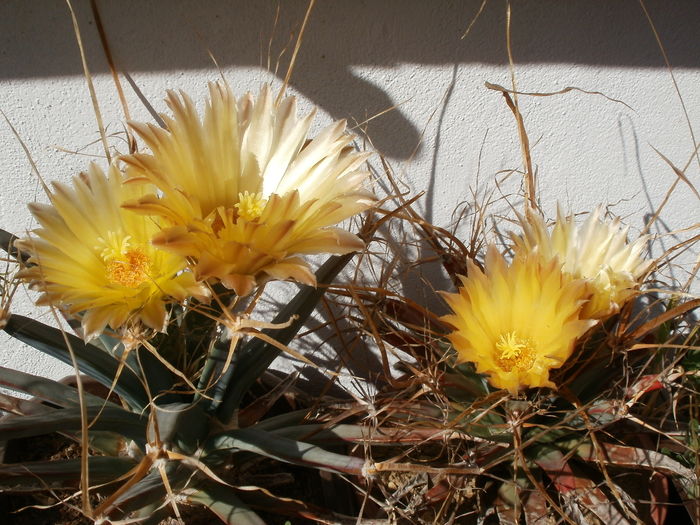 GRUP DE LEUCHTENBERGIA; ...florile din abundenta au aparut dupa ce am trecut plantele pe sol mineral...
