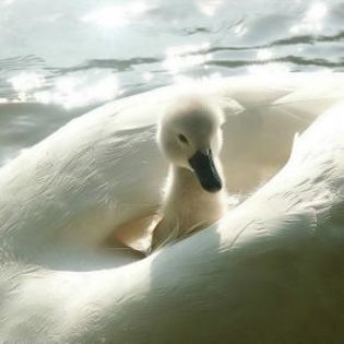 85538_aa11b0fbc1894de7985f317d1a89cd84_mdsq - BIRDS