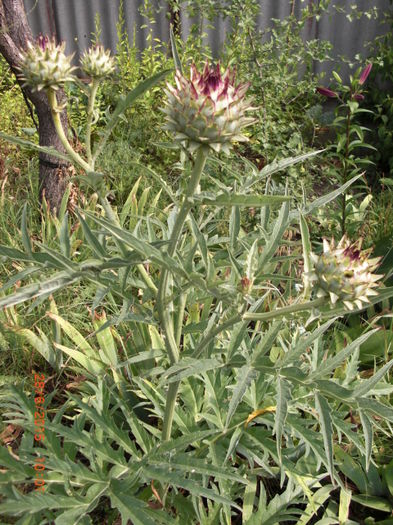 Anghinaria pentru fiere sanatoasa - Gradina Casa si Plante Rare sau Deosebite pentru Sanatate2