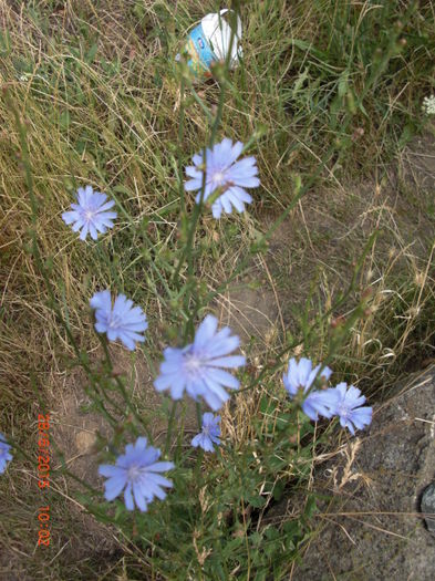 Cicoare - Gradina Casa si Plante Rare sau Deosebite pentru Sanatate2