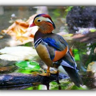 85574_e58e2d720ac4dd308dd98e6bcfc85c55_mdsq - BIRDS