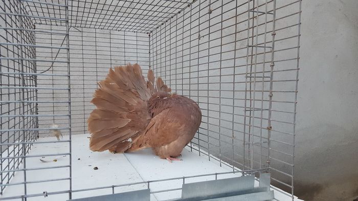 12399836_918374798217868_916940227_o