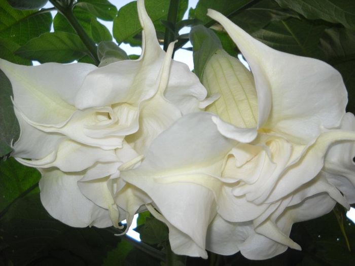 brugmansia alba, floare dubla - Trompeta ingerului