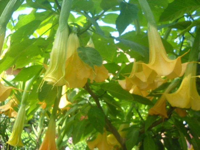 brugmansia, floare  galbena simpla