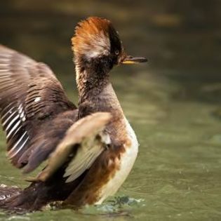 85963_7f79d70176a6f46ed39f7f18c289729a_mdsq - BIRDS