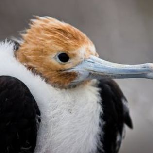 86084_e5b0297d21f66ff3a65d15bb612e16e1_mdsq - BIRDS