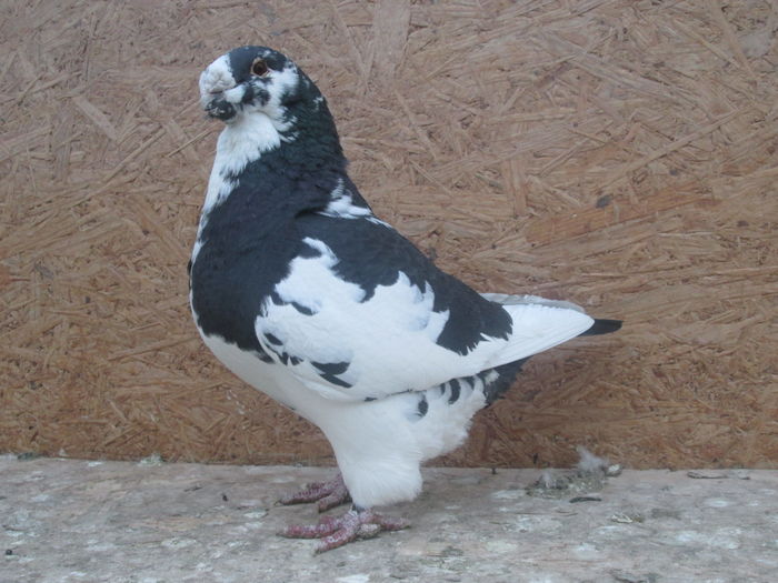 IMG_5606 f 2013 vanduta