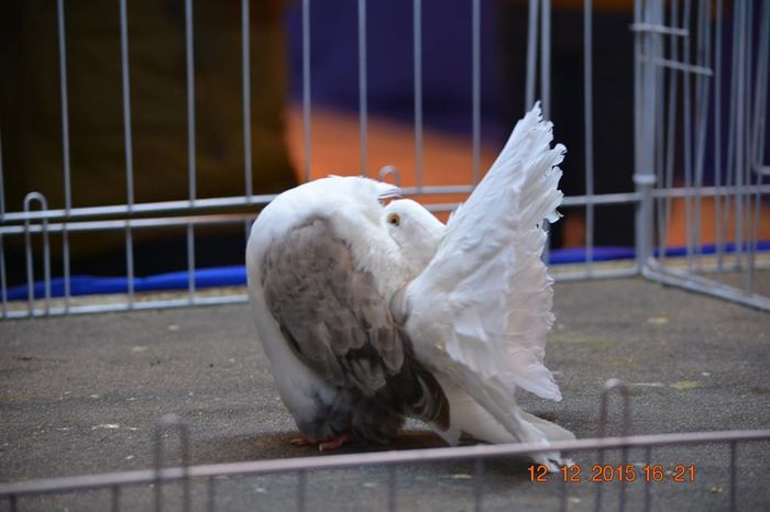 lums - Expozitia specializata Fantail Club Romania 2015