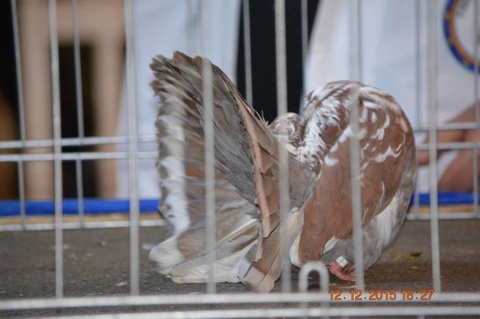 os - Expozitia specializata Fantail Club Romania 2015