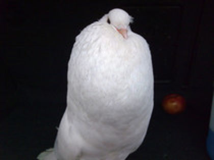 67102029_JGOGCCT3