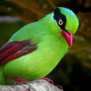 86419_569b2a7130d84349baef3c9e5a24a89c_mdsq - BIRDS