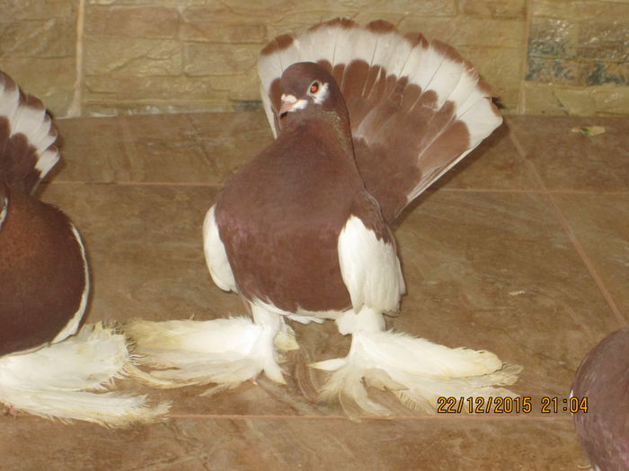 volga +siberieni 025