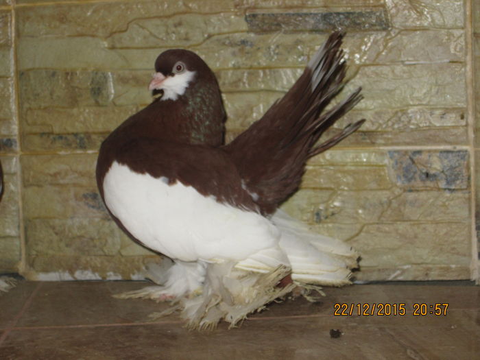 volga +siberieni 013