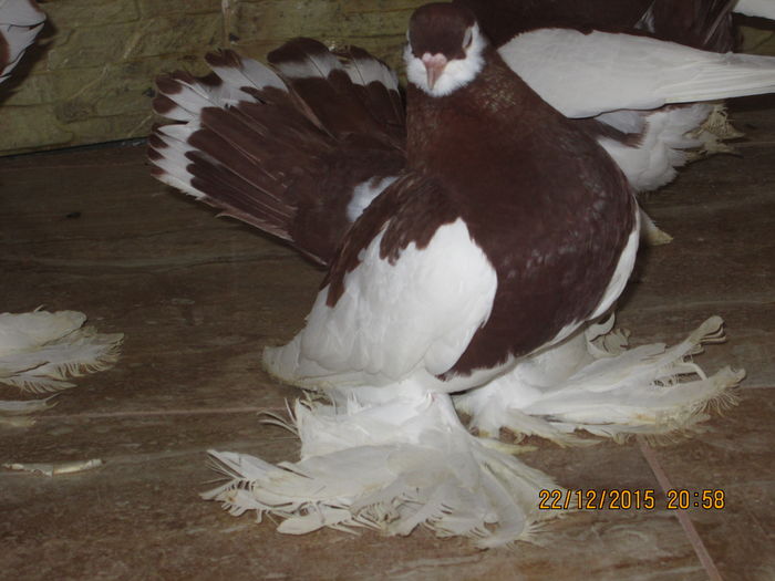 volga +siberieni 017