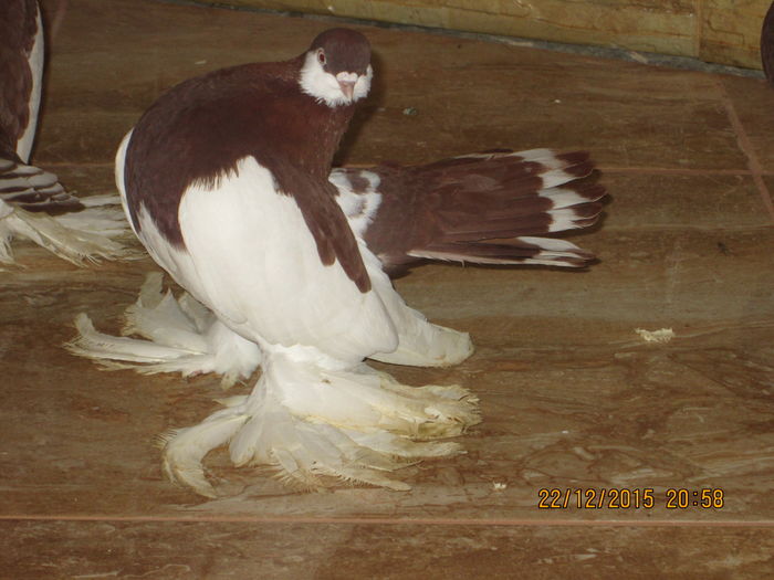 volga +siberieni 019