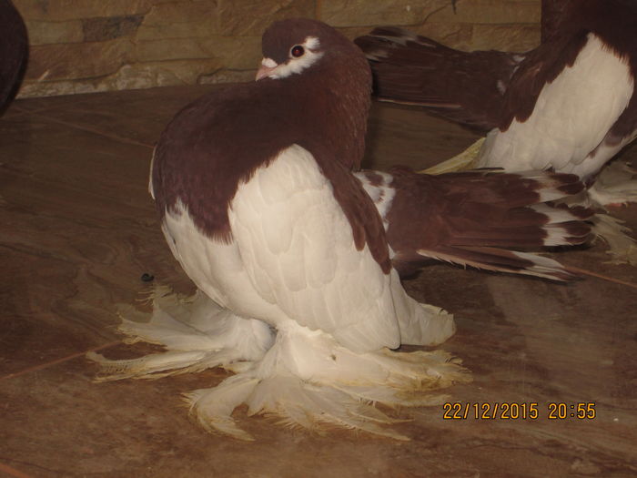 volga +siberieni 007