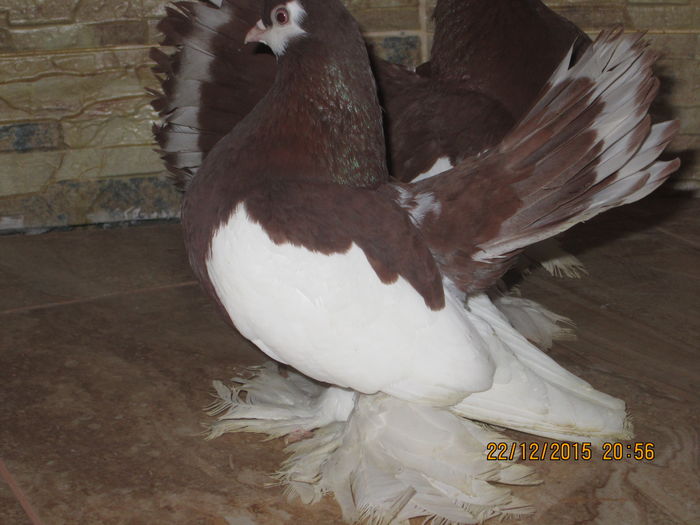 volga +siberieni 009