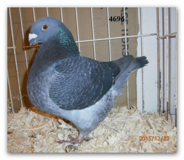 FEM 2015  H 4696 150 RON - ARHIVA   AMERICANI   VINDUTI