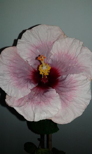 20151222_000420 - Hibiscus Rebellious Lady