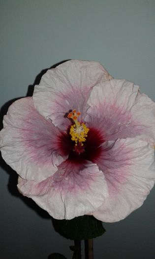 20151222_000412 - Hibiscus Rebellious Lady