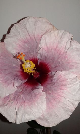 20151221_235657 - Hibiscus Rebellious Lady