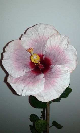 20151221_235633 - Hibiscus Rebellious Lady