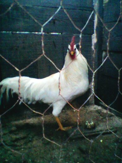 Photo0338 - 20-Leghorn alb