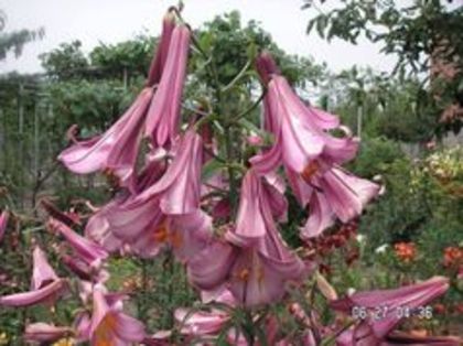 crin Pink perfection