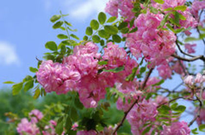 Robinia pseudoacacia Casque rouge
