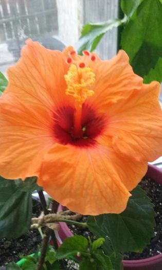 23 dec. 2015 - Hibiscus Barcelona