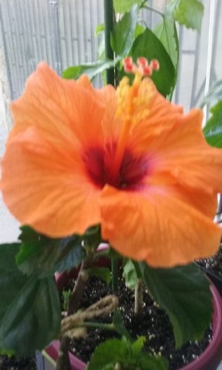 004 - Hibiscus Barcelona