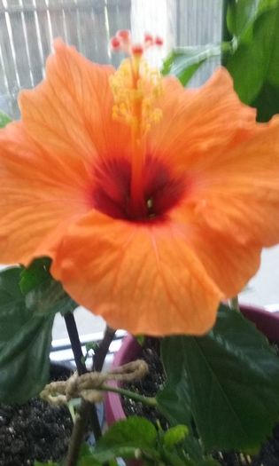 006 - Hibiscus Barcelona