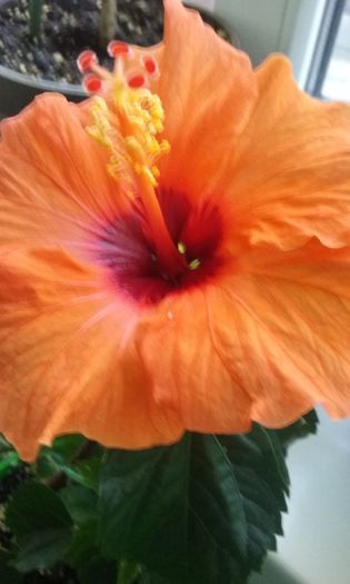 23 dec. 2015 - Hibiscus Barcelona