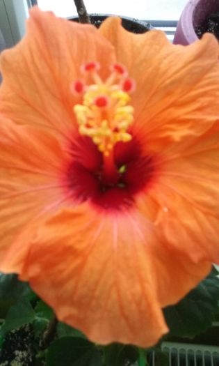 011 - Hibiscus Barcelona