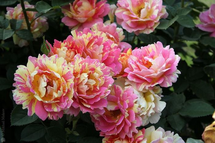 Rose des Cisterciens; O floare gingasa, dantelata si parfumata! Florile mari si duble, cu petalele ondulate si decupate formeaza un aranjament subtil, care difera de la un trandafir la altul.
