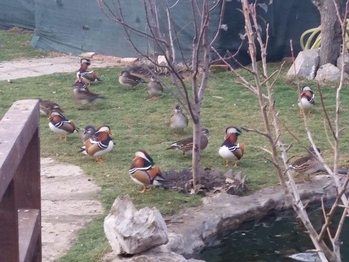 20151218_160137 - rate mandarin