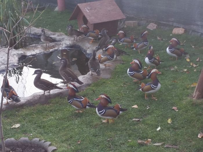 20151122_091622 - rate mandarin