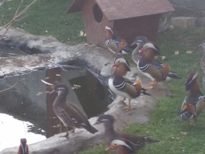 20151122_091615 - rate mandarin